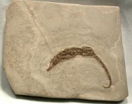 Pliocene Italian Fossil Seahorse
