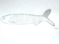 Anaspid Fossil Jawless Fish