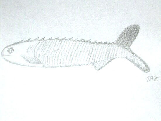 Anaspid Fossil Fish