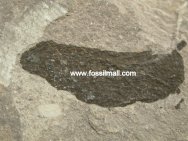 Thelodont Fossil Fish