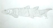 Devonian Fossil Fish