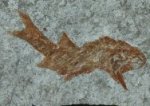 Oxypteriscus Carboniferous Fossil Fish