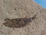 Palaeobergia Paleozoic Fish Fossil