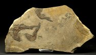 Rhadinichthys Fish Fossils