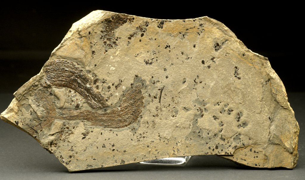 Rhadinichthys alberti Fish Fossils