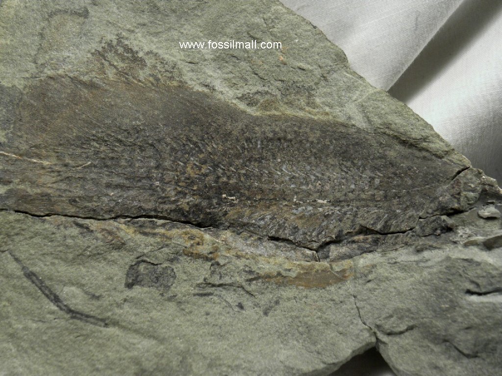Lungfish Fossil Scaumenacia