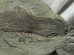 Scaumenacia Fish Fossil