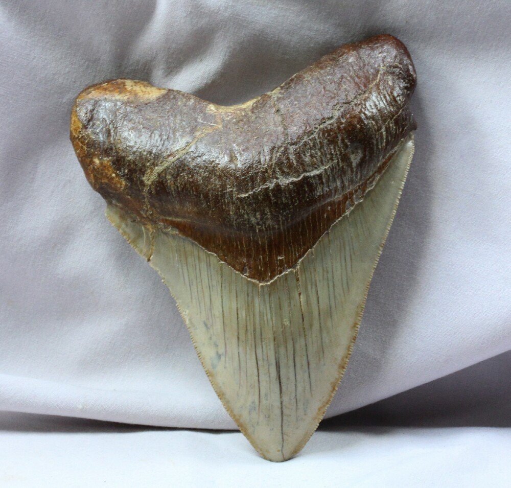 Carcharocles megalodon Tooth