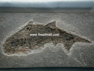 Permian Fossil Fish Climatius