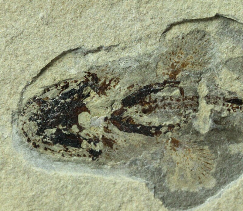 MUSEUM Heteropetalus elegantulus Paleozoic Shark from Bear Gulch Formation