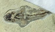 Heteropetalus elegantulus Paleozoic Shark Fossil