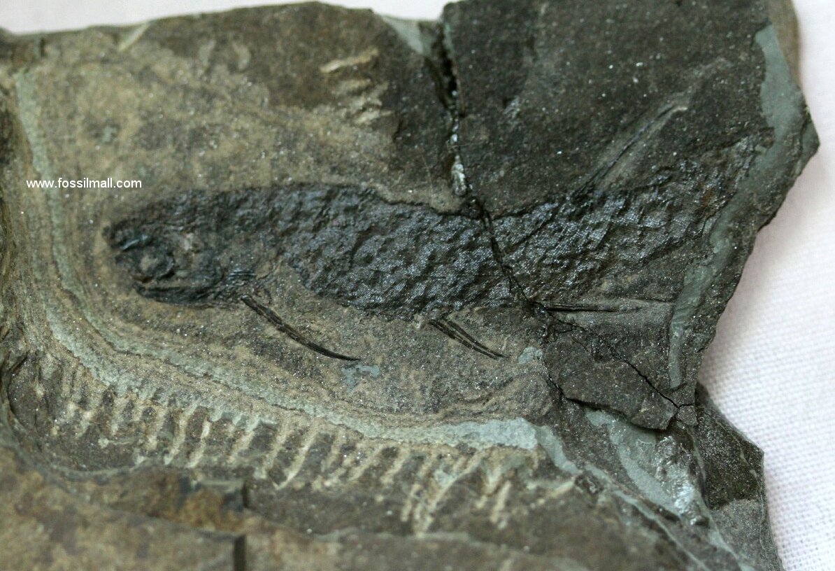 Acanthodian Fossil