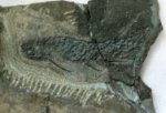 Mesacanthus Paleozoic Fish