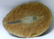 Palaeoxyris Chondrichthyan Egg Case Fossil