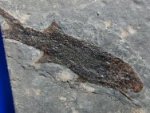 German Fish Fossils