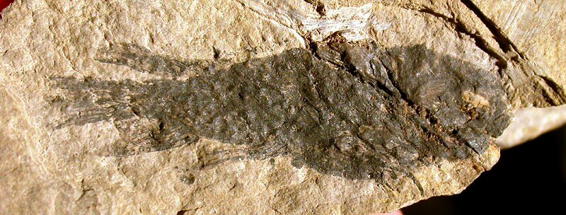 Rhinodipterus Lungfish Fossil