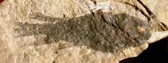 Rhinodipterus Devonian Lungfish Fossil