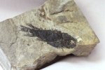 Rhinodipterus Lungfish Fossil