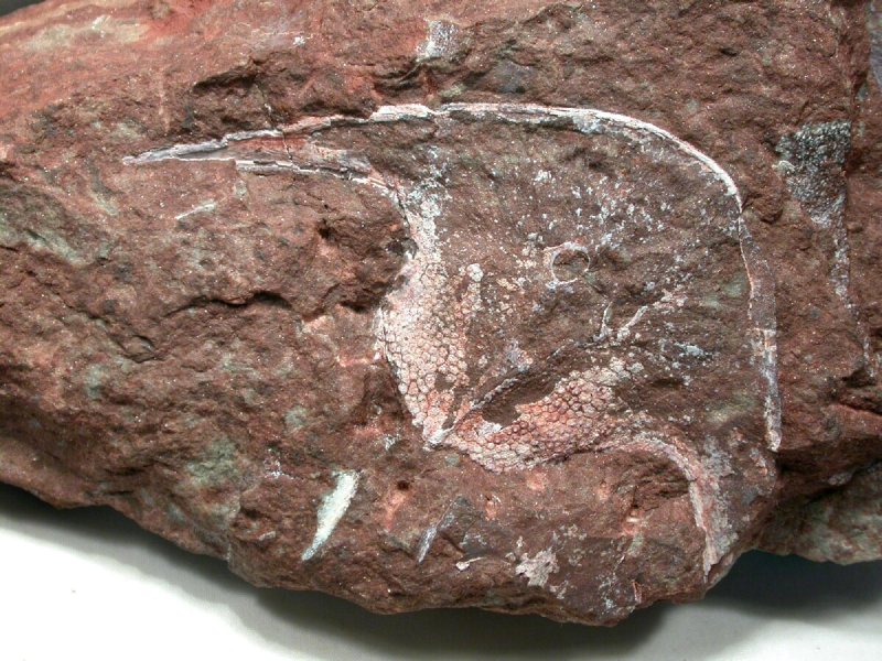 Stensiopelta Zenaspid Devonian Fish Fossil