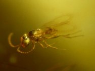 Pteromalid Wasp in Dominican Amber