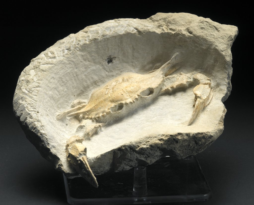 Fossil Crab Neptunus granulatus