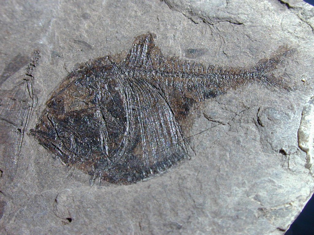 Rare Oligocene Tropical Fossil Fish Argyropelecus