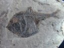 Argyropelecus Fossil Fish