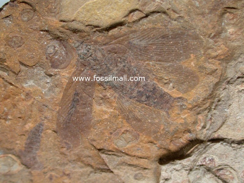 Cockroach Insect Fossil