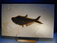 Diplomystus Fossil Fish