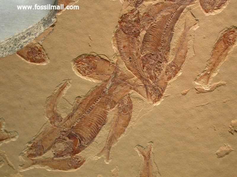 Gosiutichthys Fossil Fish