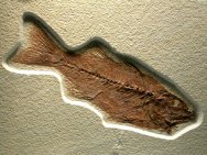 Mioplosus labracoides Fish Fossil from Green River Formation