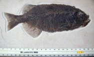 Phareodus encaustus fossil fish