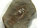 Mamayocaris jaskoskii Fossil