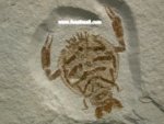 Cycleryon Solnhofen Eryonid Crab Fossil
