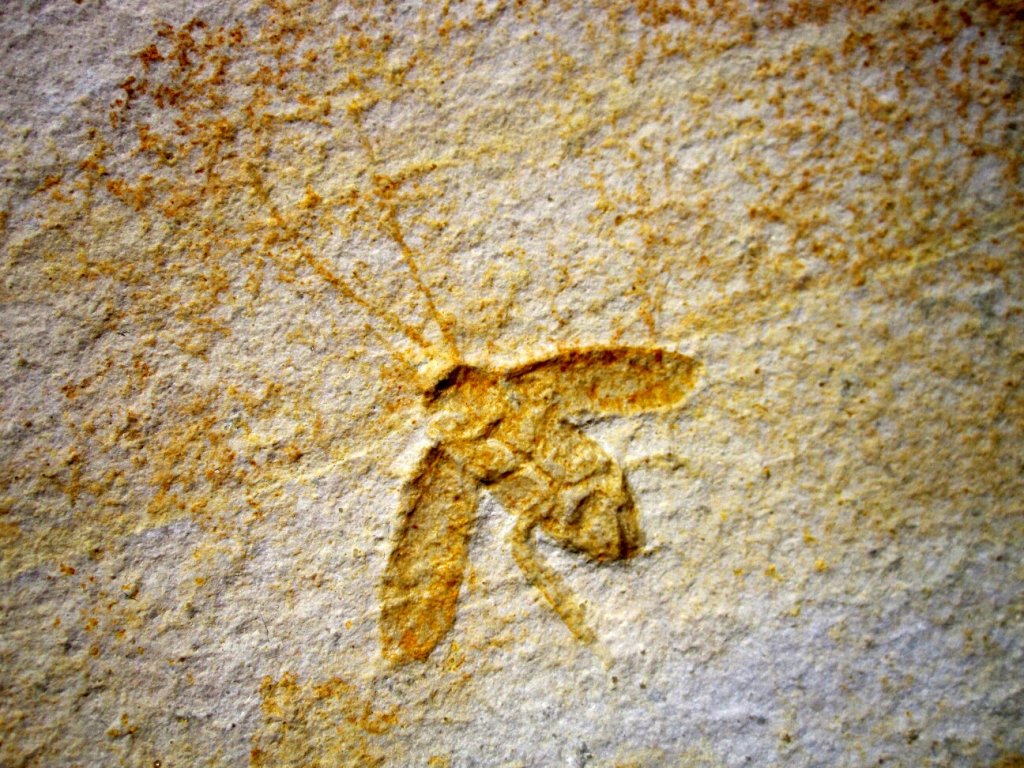 Lithoblatta Cockroach Fossil