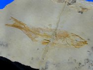 Solnhofen fossil Fish Ascalabos voithi