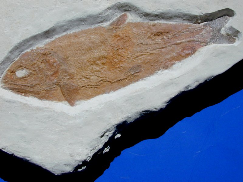 Caturus Fossil Fish