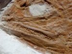 Caturus Fossil Fish from Solnhofen Painten Quarry