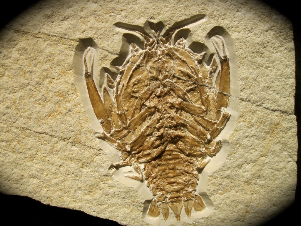 Museum Solnhofen Eryon Lobster Fossil