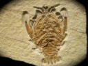 Solnhofen Lobster Fossil