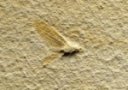 Solnhofen, Insect Fossil