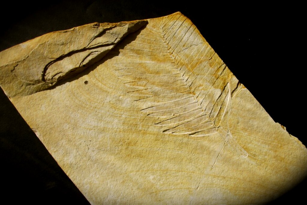 Solnhofen Zamites Cycad Fossil