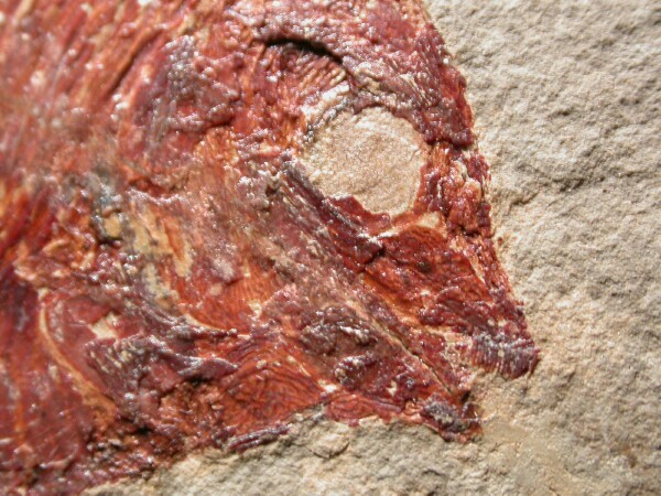 Discoserra Paleozoic Fish Fossil