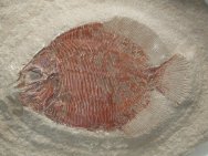 Guildayichthys Fish Fossil from Bear Gulch