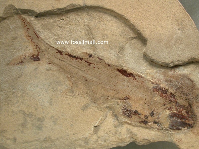 Bear Gulch Fish Fossil
