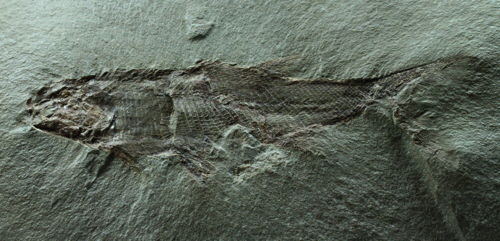 Kalops monophrys Paleozoic Fish Fossil from Bear Gulch