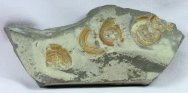 orbiculoidea-brachiopods