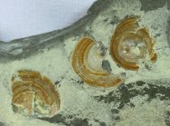 orbiculoidea-brachiopods