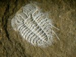 Acanthalomina Lichid Trilobite