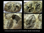 Museum Lichas Trilobite Death Assemblage